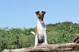 FOX TERRIER POIL LISSE 072